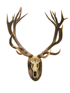 Ueber-uns-Hirsch